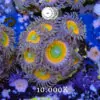 DSCF6529