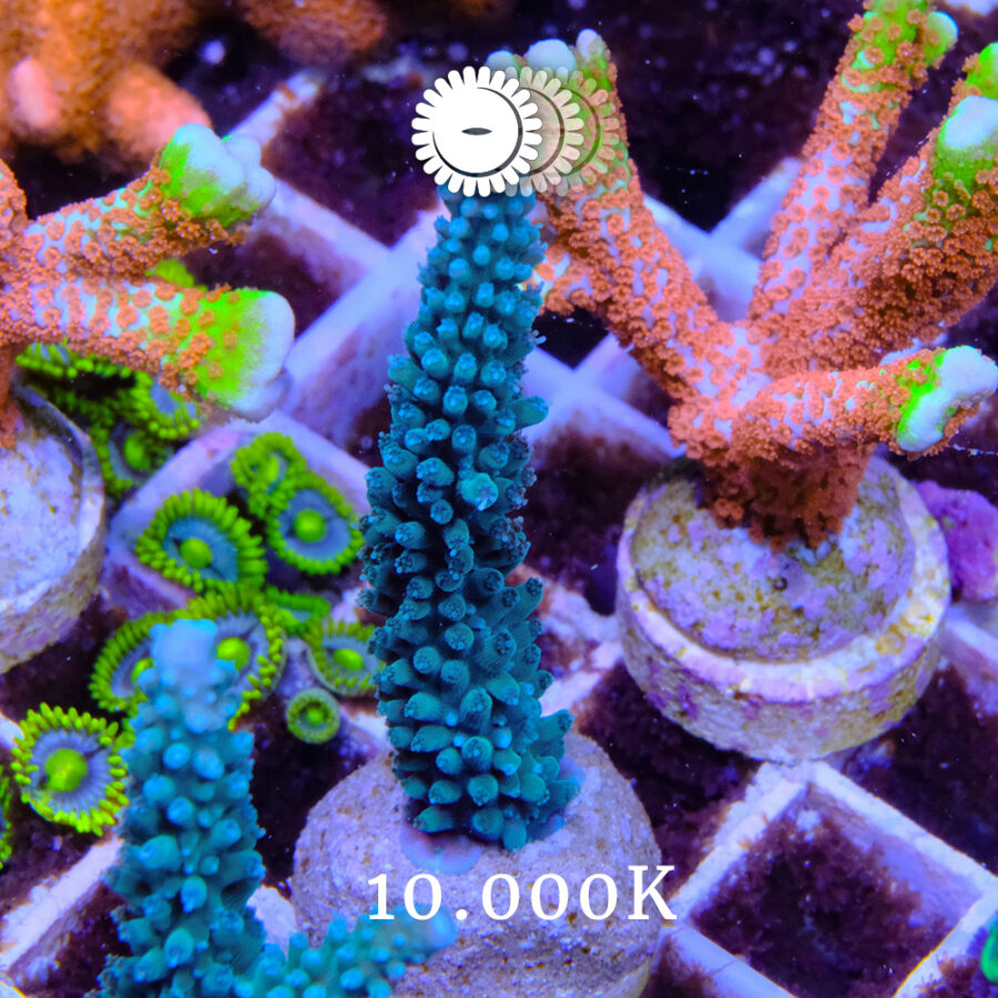 Acropora Hyacinthus ‘Rainbow’ – Toms Korallen
