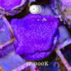 DSCF6861