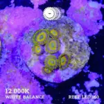 Scrambled Eggs Zoa