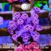 DSCF9798