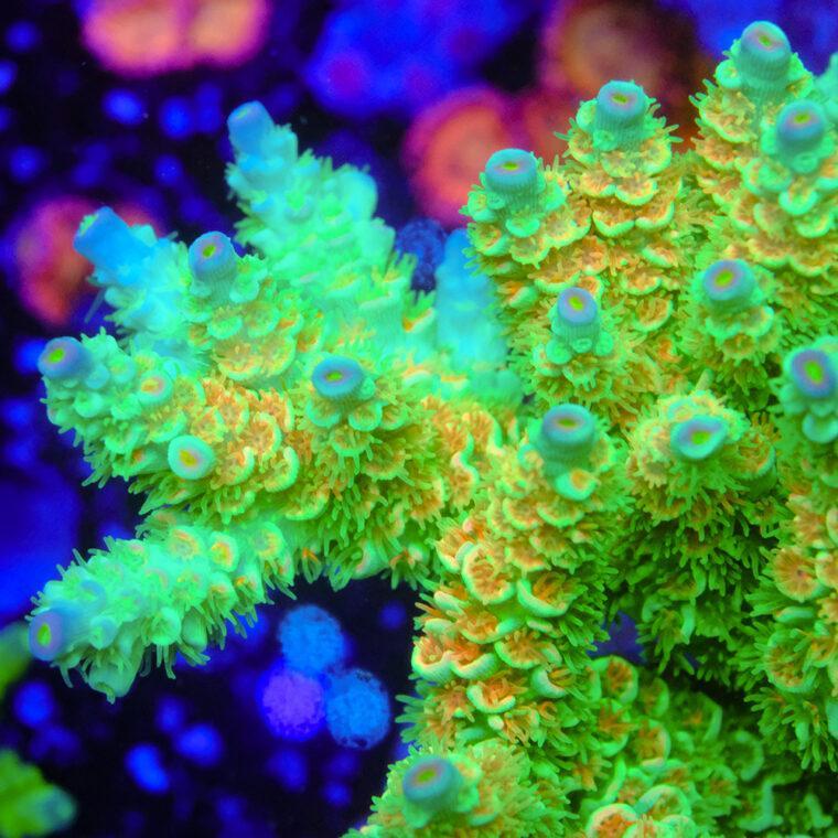 signature-corals
