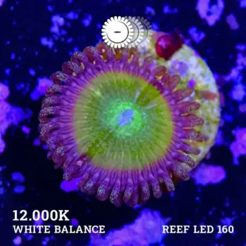 Ponche agrio Zoa