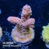 DSCF6084