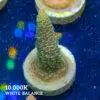 DSCF6745