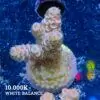 DSCF6757