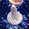 DSCF7362