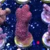 DSCF7376