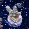 DSCF7415