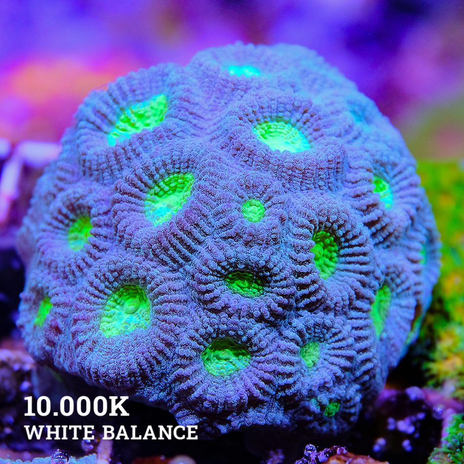 VDS - Favia 'Green Eyes'