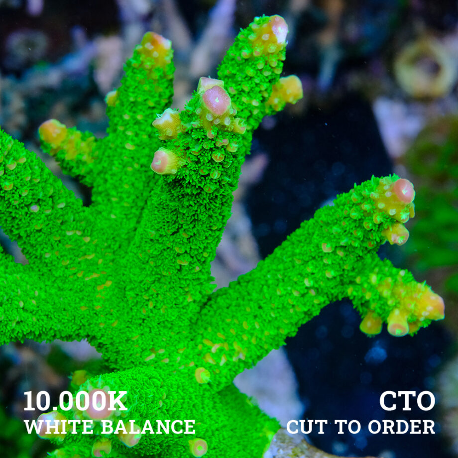 CTO - Acropora Specifera