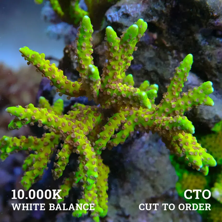 CTO - Anacropora 'Golden Rod' (Vara de oro)
