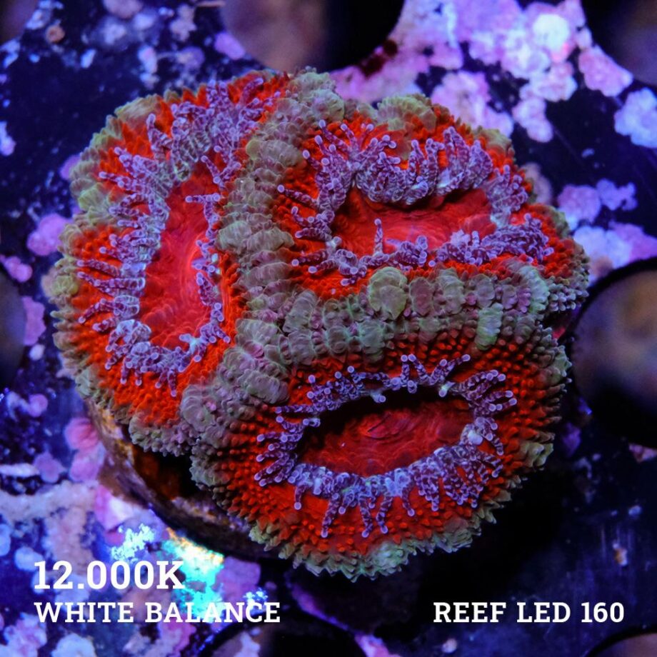 Micromussa Lordensis 'Acan'
