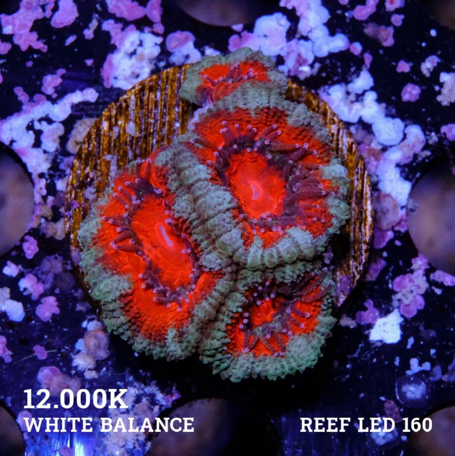 Micromussa Lordensis 'Acan