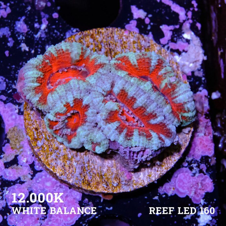 Micromussa Lordensis 'Acan'