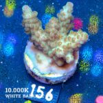 Acropora 'Pale Green'