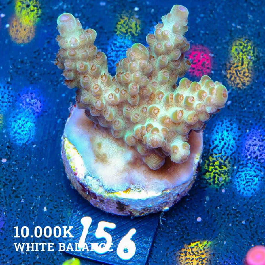 Acropora 'Verde pálido