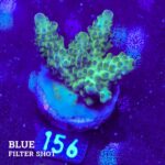 Acropora 'Pale Green'