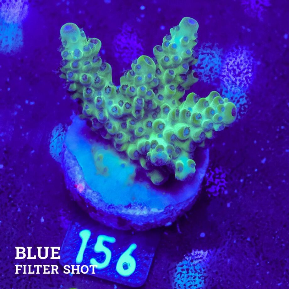 Acropora 'Verde pálido