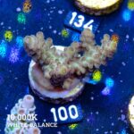 Acropora 'Healthy at least'