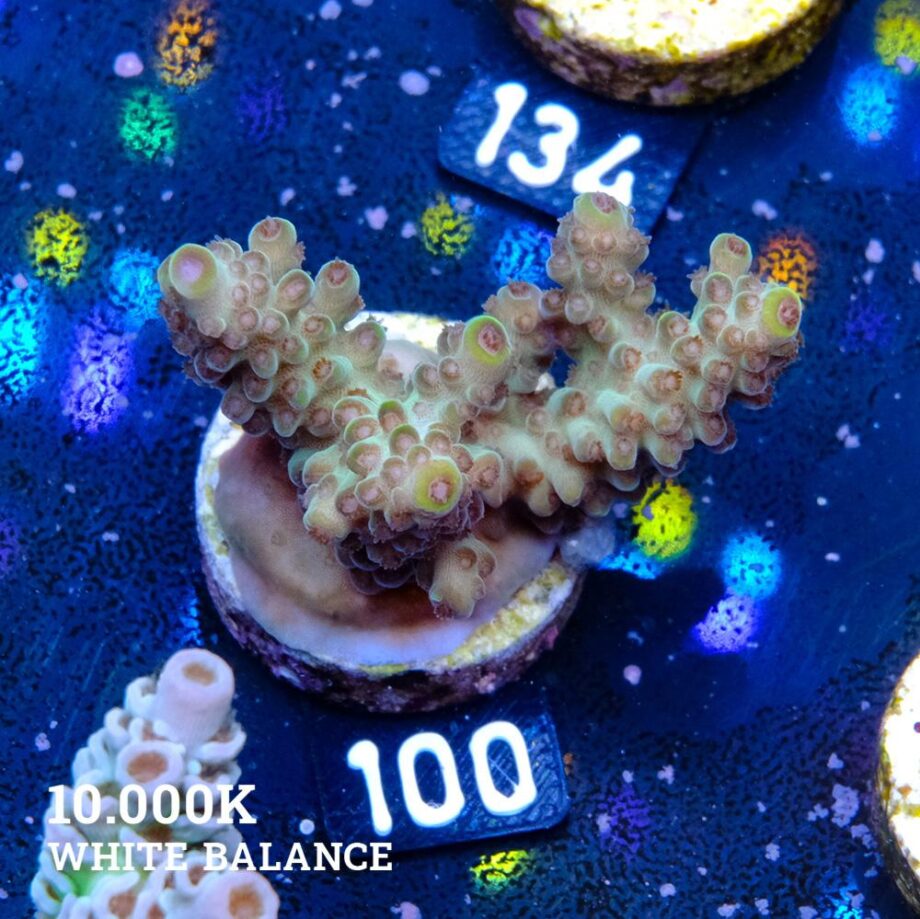 Acropora 'Healthy at least'