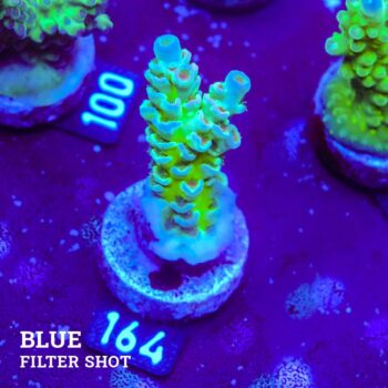 Acropora Tenuis 'Green Fluo