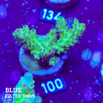 Acropora 'Sana al menos