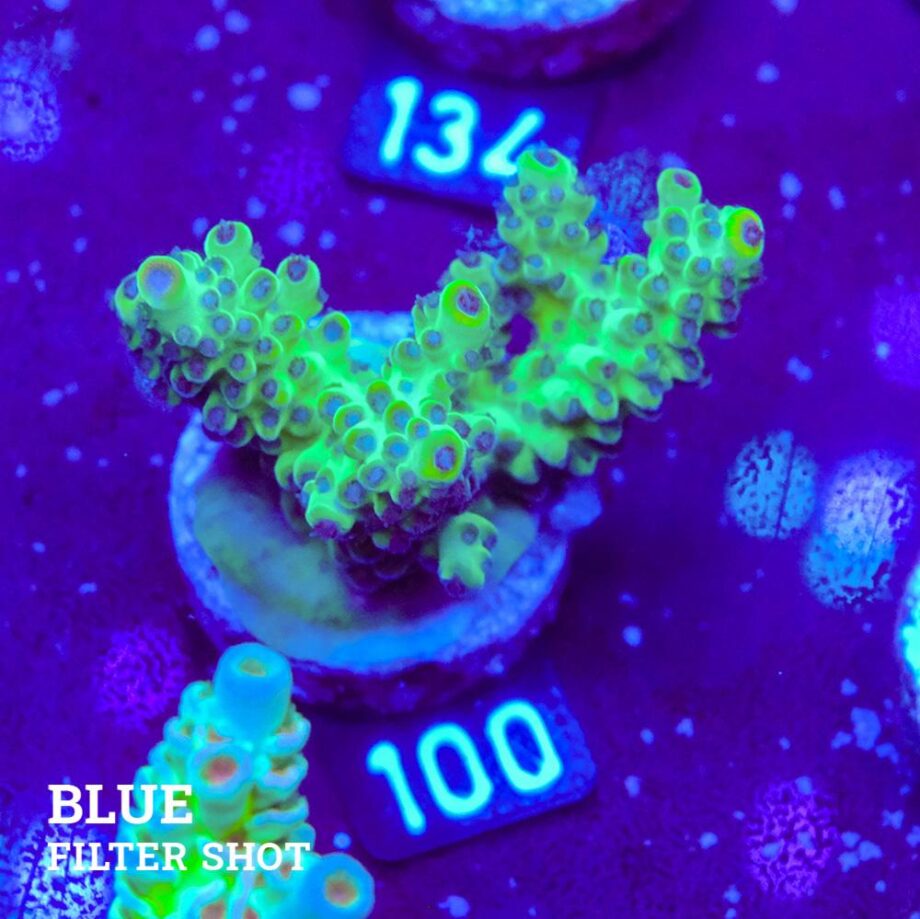 Acropora 'Healthy at least'