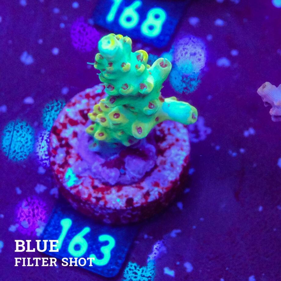 Acropora 'Blue & Yellow Tips'