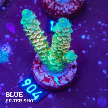 Acropora Tenuis 'Rainbow' (Arco iris)
