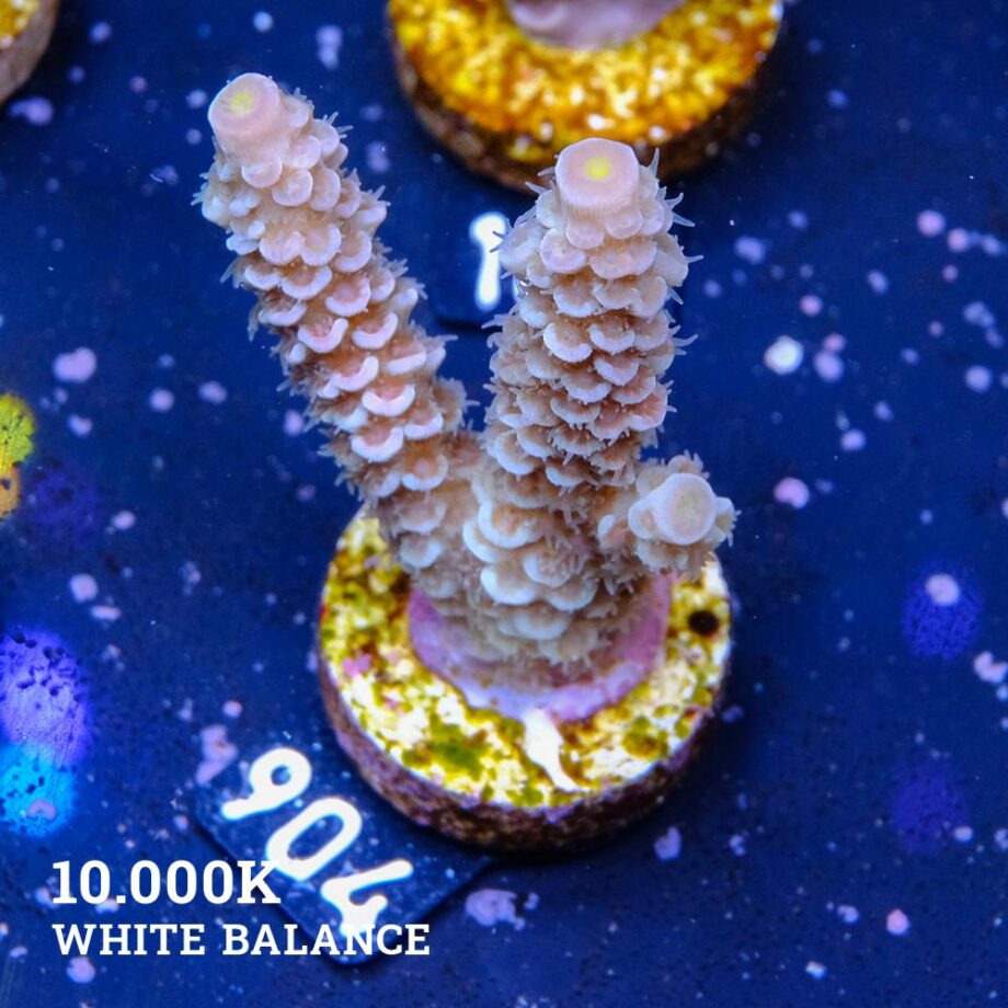 Acropora Tenuis 'Rainbow'