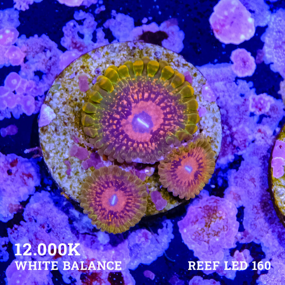 Grandmaster Krakatoa' Zoa 3 polyps