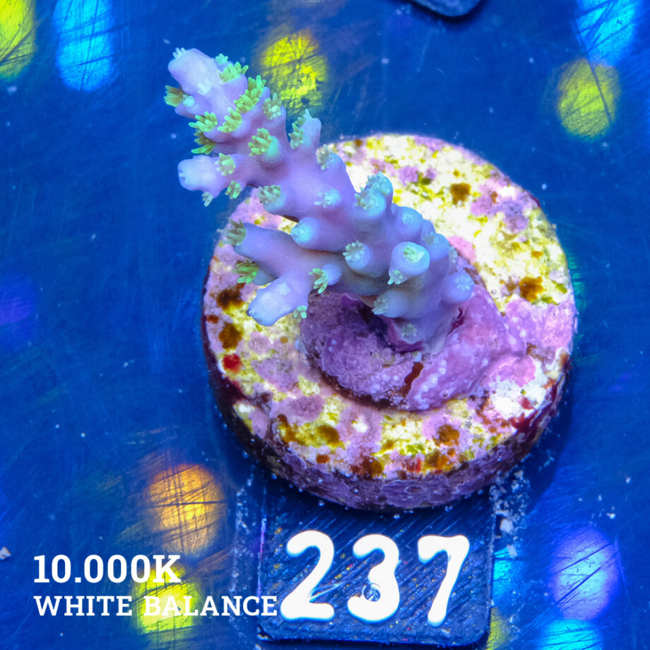 Acropora Chesterfieldensis