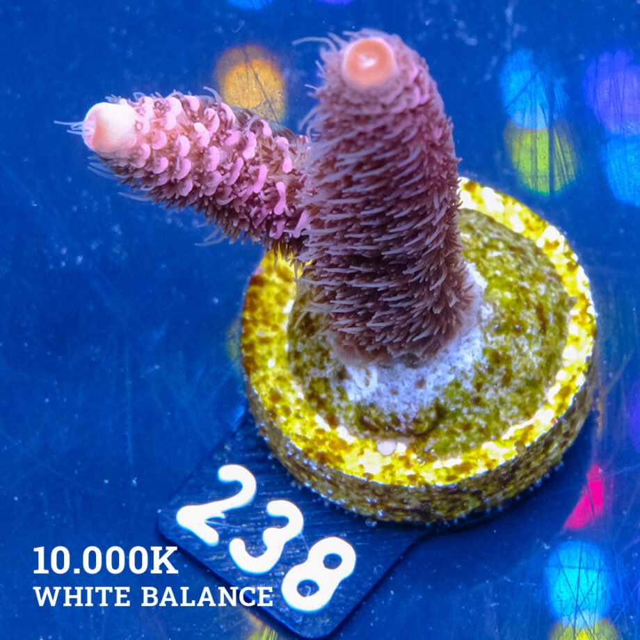 Acropora Millepora 'Pink'