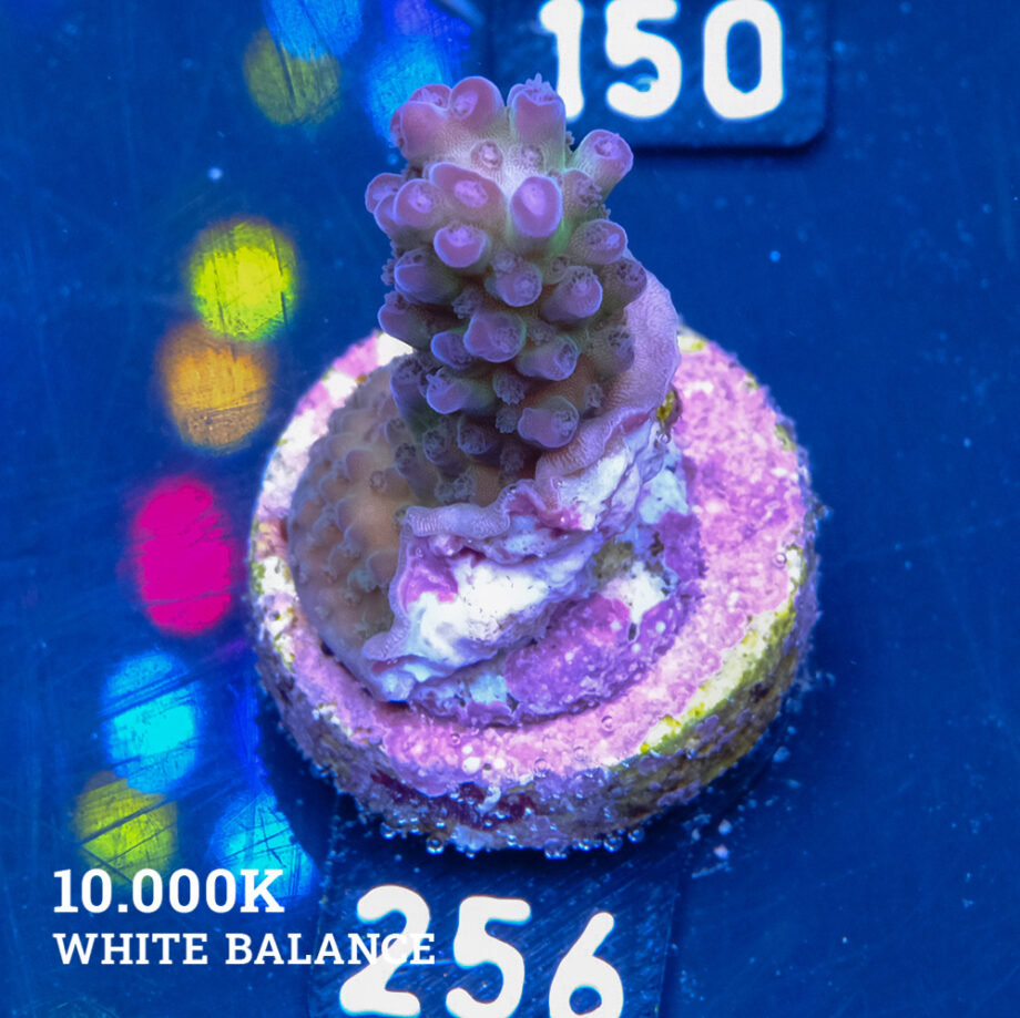 TK Aussi Purple Tips B-Goods