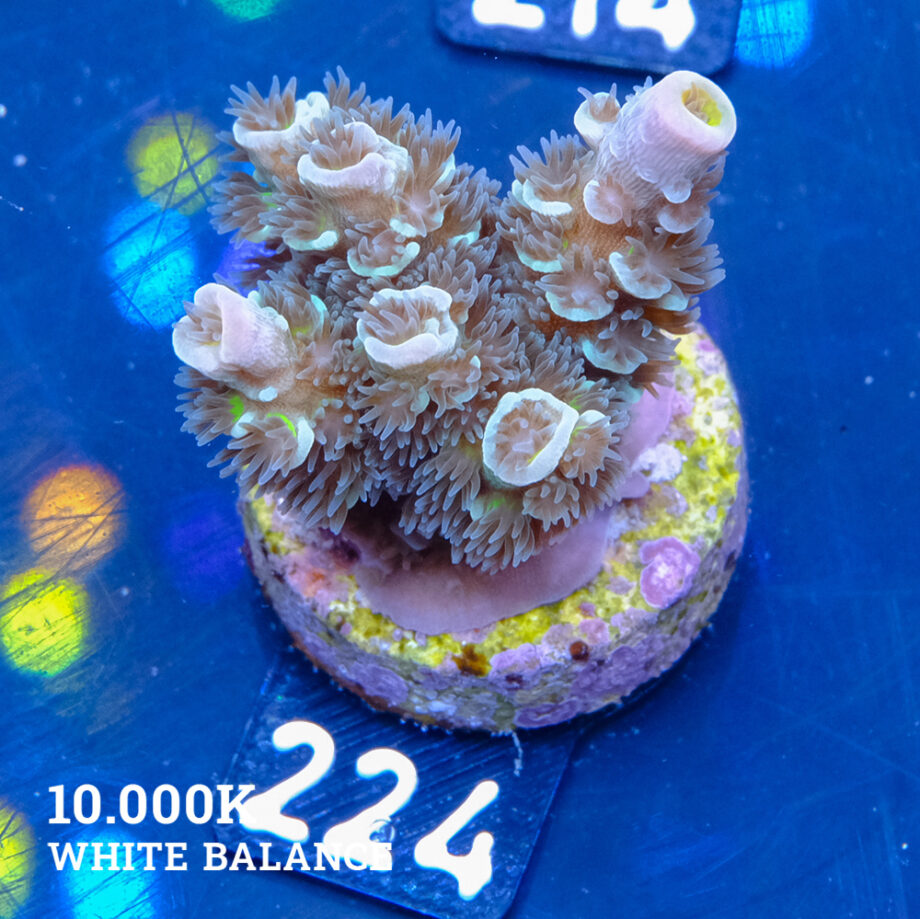 Acropora Tenuis 'Petrol'