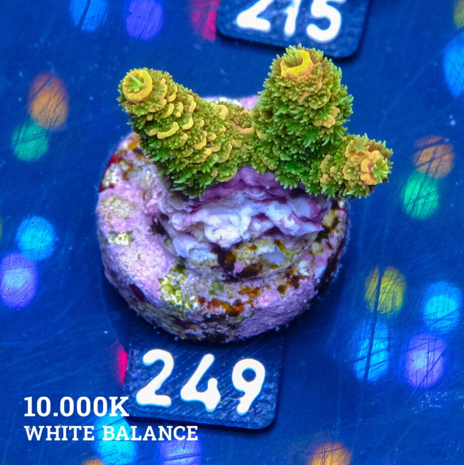 Acropora Millepora 'Green & Yellow' B-Ware