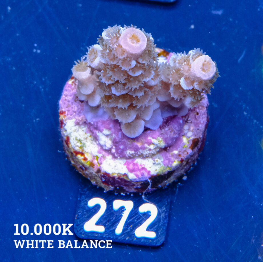 Acropora Tenuis B-Ware