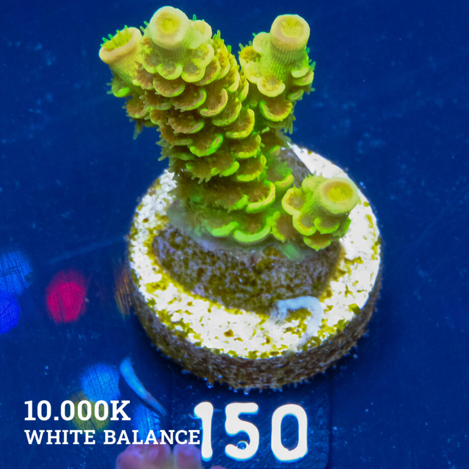 Acropora Tenuis 'Indo Green'
