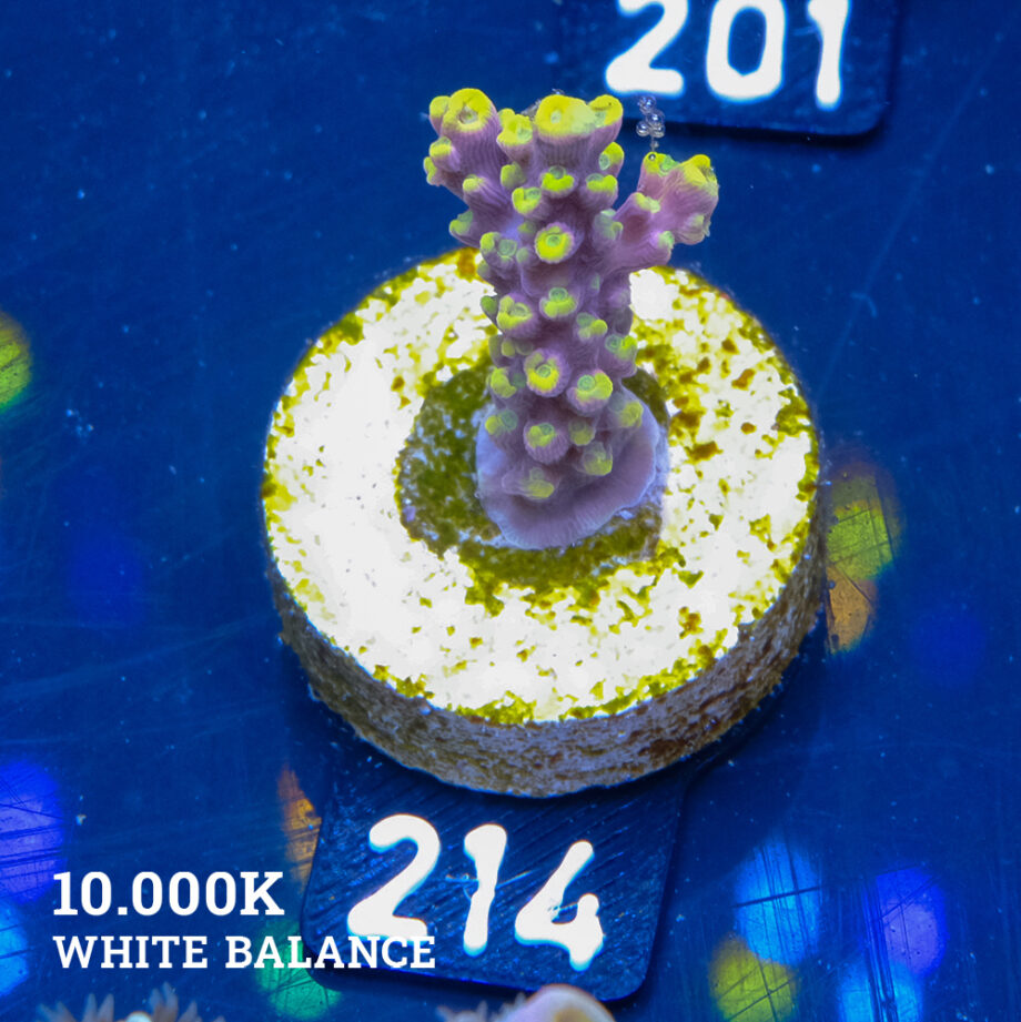 Acropora 'Purple & Yellow'