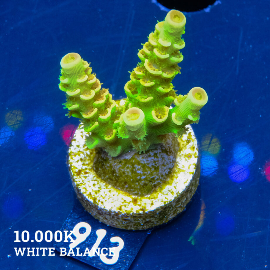 Acropora Tenuis 'Indo Green'