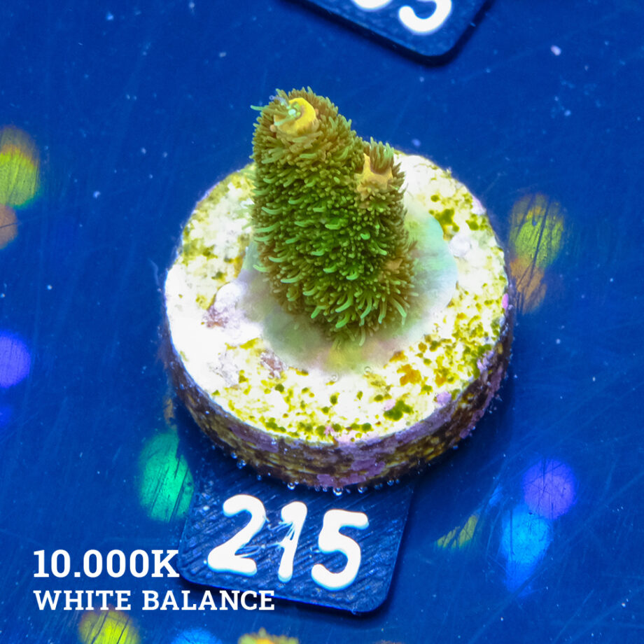 Acropora Millepora 'Green & Yellow