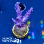 TK Superpurple