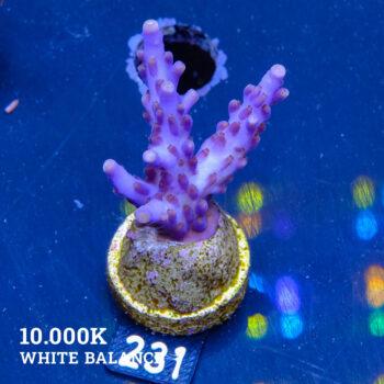 TK Superpurple
