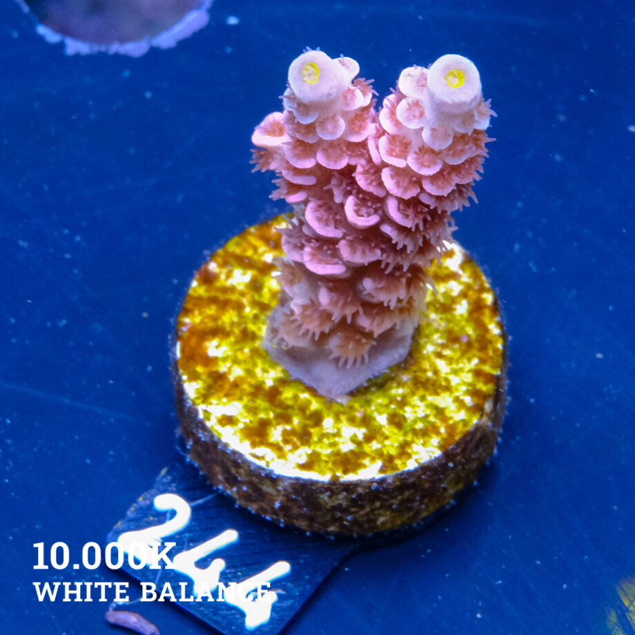 Acropora Tenuis 'Pink' Ultra
