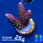 Acropora 'Fluo Bicolor II'