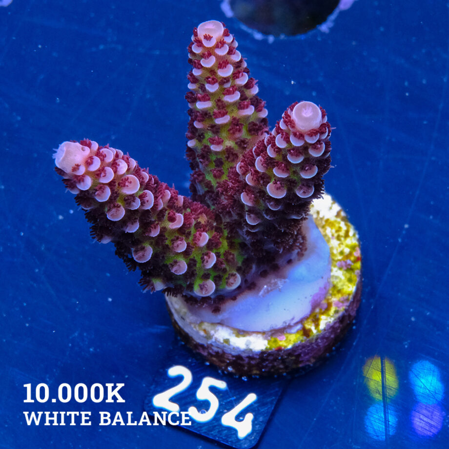 Acropora 'Fluo Bicolor II'