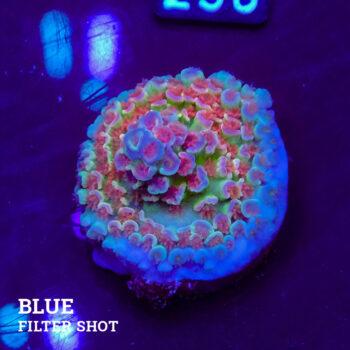 Acropora Tenuis 'Rainbow' (arc-en-ciel)