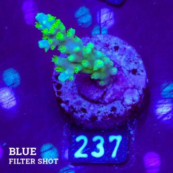 Acropora Chesterfieldensis