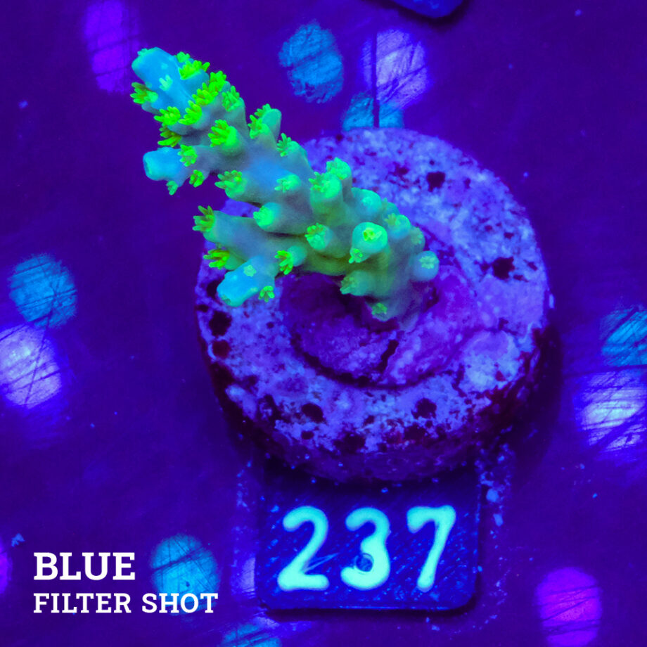 Acropora Chesterfieldensis